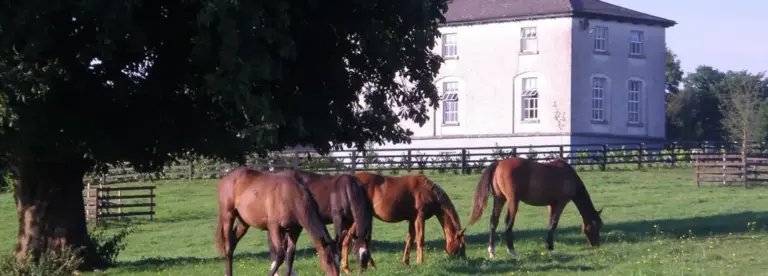 Four horses graze on green grass near a large tree in a fenced paddock, with a white two-storey house in the background under clear daylight.