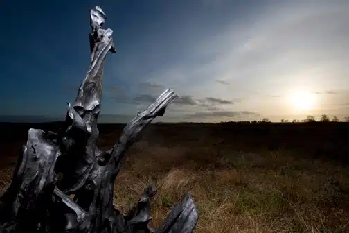 bog Oak