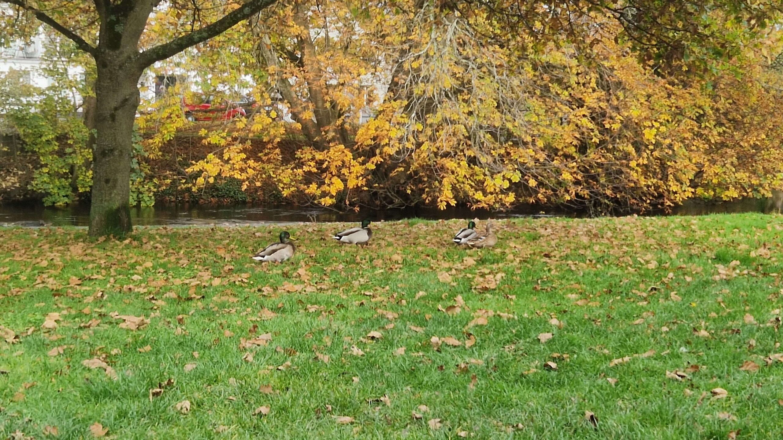 Three ducks walk on green grass covered with fallen leaves, with a tree and vibrant autumn foliage in the background near a calm river.