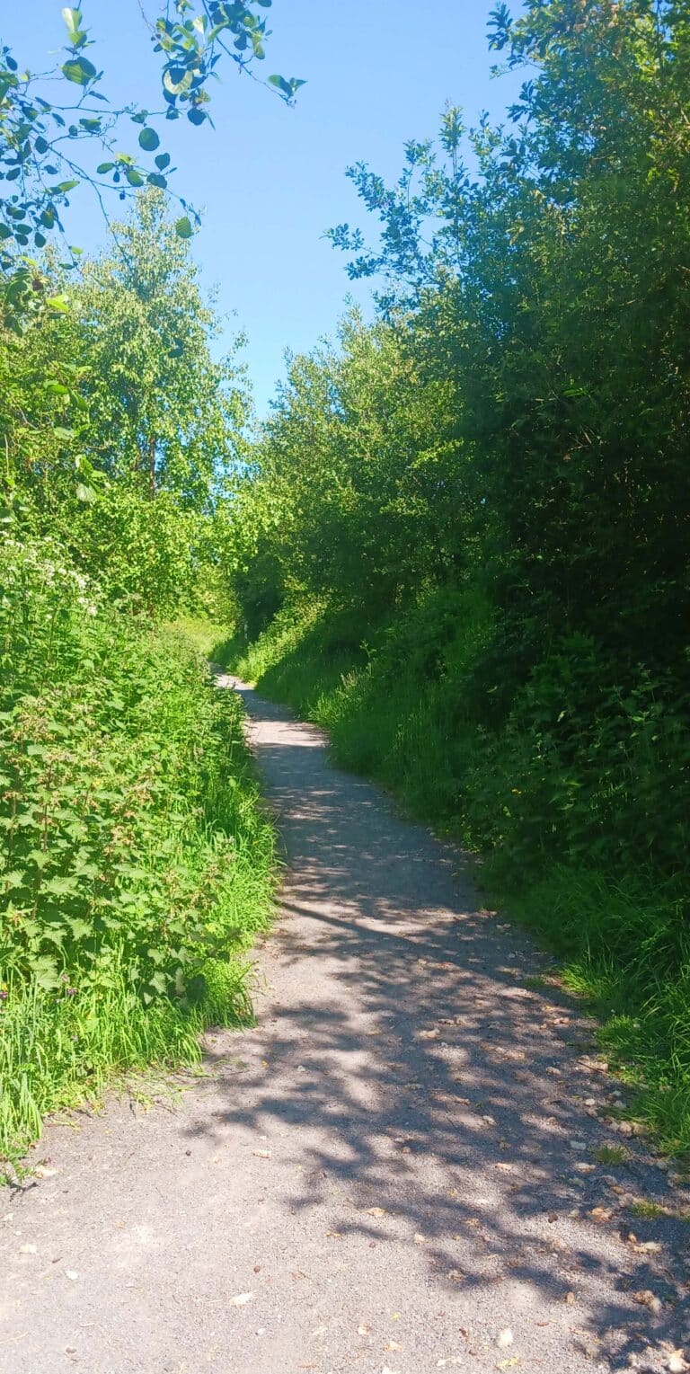 A narrow dirt path winds through lush green foliage and tall grass, with sunlight filtering through the leaves on a bright, clear day. Trees and bushes line both sides of the path.