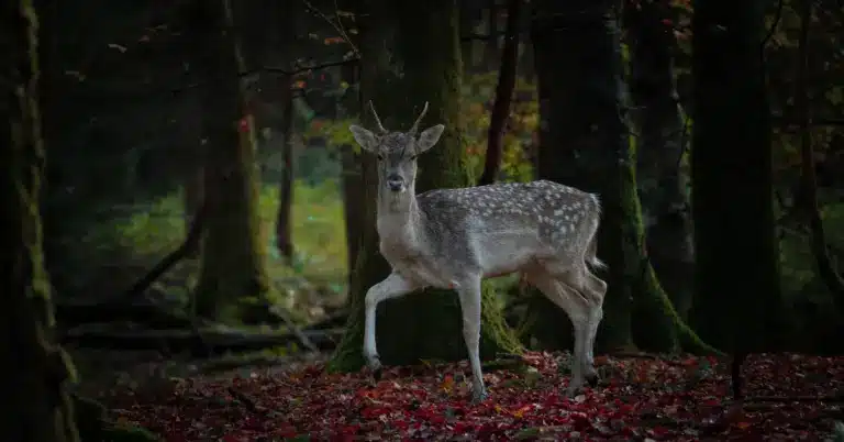 A young deer with white spots stands alert among tall trees in a dark, dense forest. The ground is covered with red and brown fallen leaves, and green moss grows on the tree trunks.