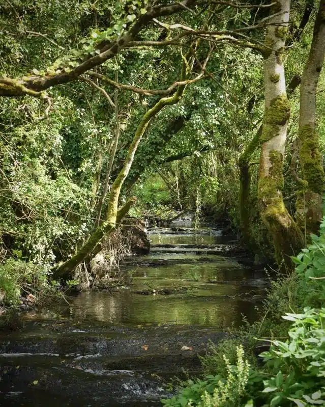 A small, shallow brook flows gently through a lush forest. Sunlight filters through the dense, leafy tree canopy, and moss covers the tree trunks and rocks, creating a peaceful, green natural scene.