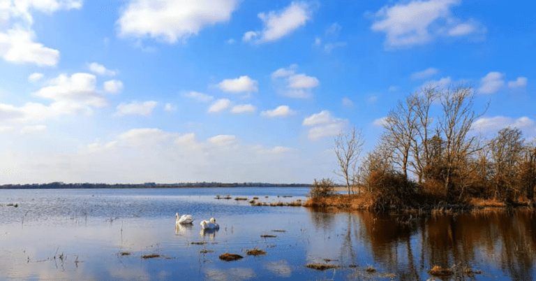 A serene lake under a blue sky with scattered clouds, two white swans float on the water near a small island with leafless trees.
